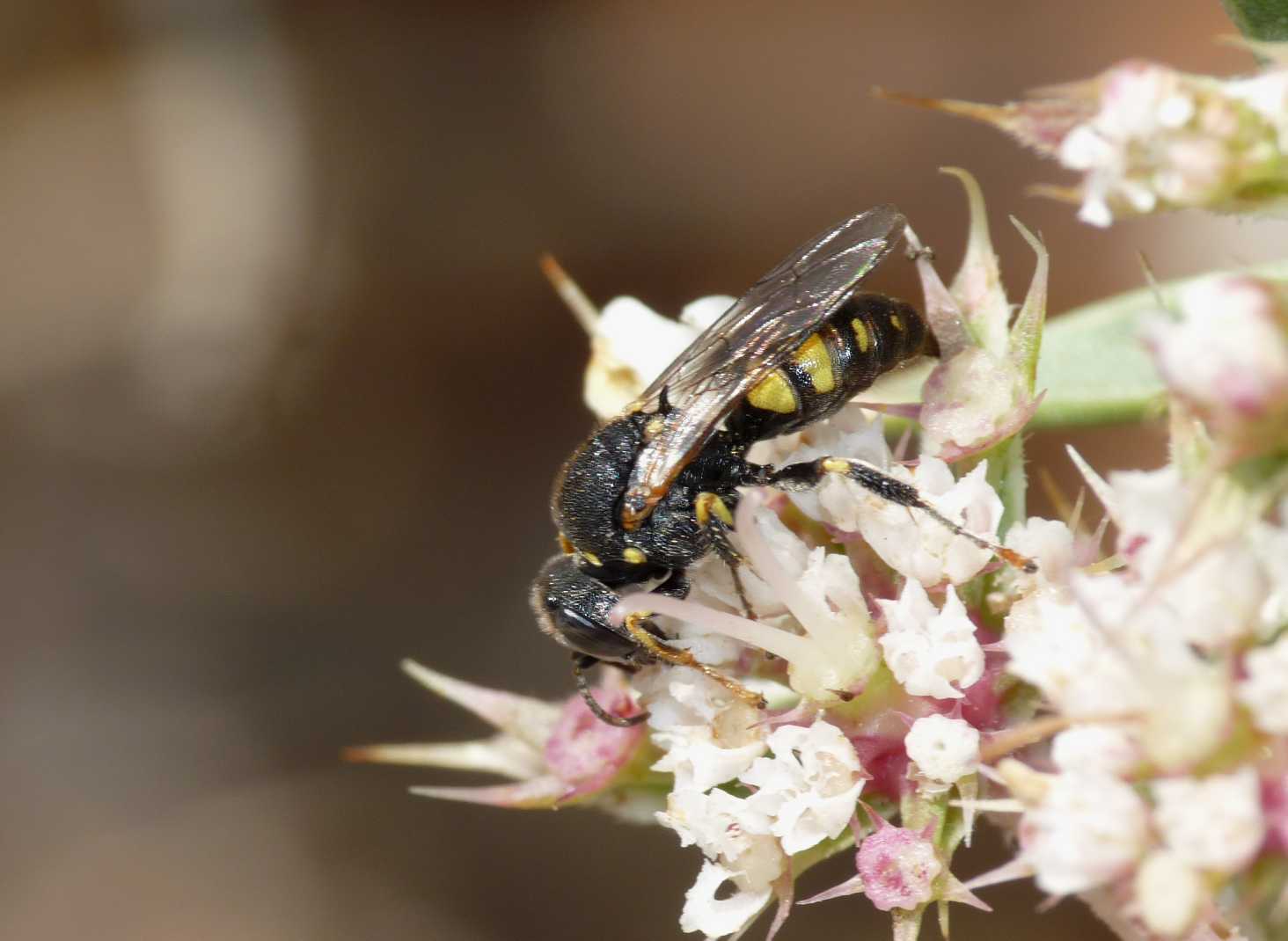 Oxybelus sp. (Crabronidae)